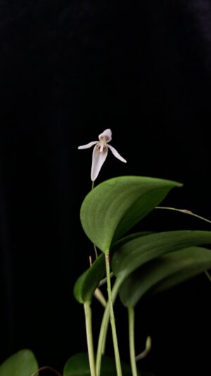 Pleurothallis anthrax