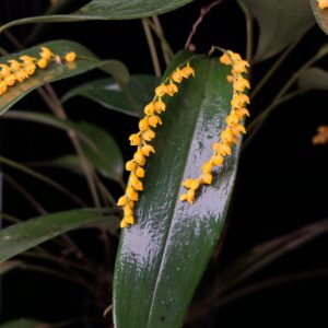 Pleurothallis truncata