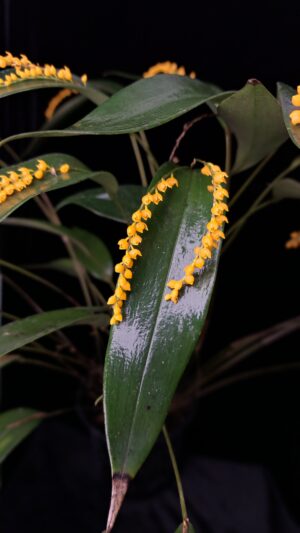 Pleurothallis truncata