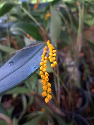 Pleurothallis truncata - Image 2