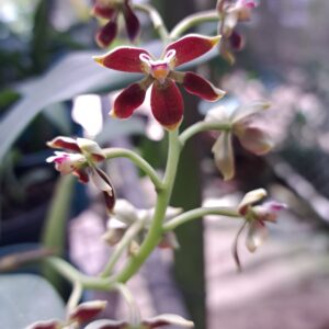 Prosthechea hartwegii