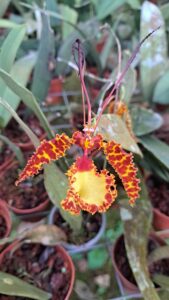 Psychopsis