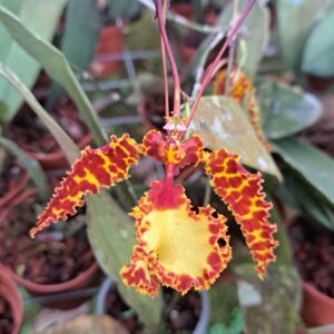 Psychopsis