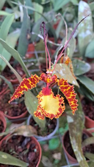 Psychopsis krameriana