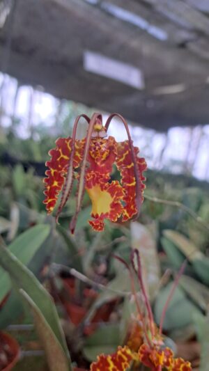 Psychopsis krameriana - Image 2