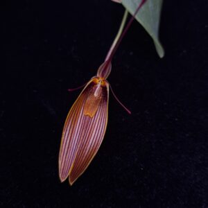 Restrepia antennifera