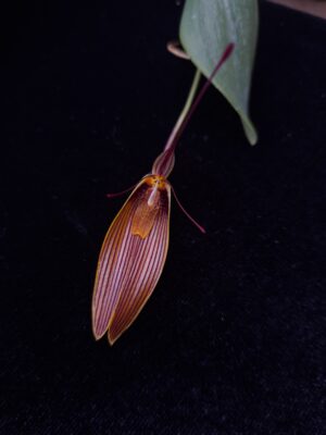 Restrepia antennifera