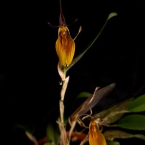 Restrepia brachypus