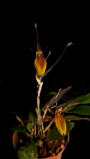 Restrepia brachypus