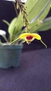 Scaphosepalum