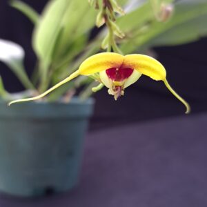 Scaphosepalum grande