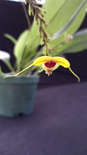 Scaphosepalum grande