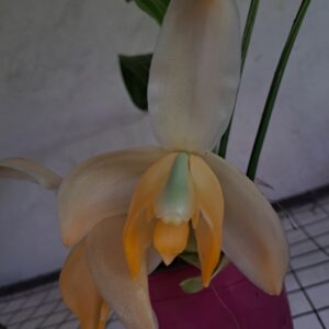 Stanhopea tricornis