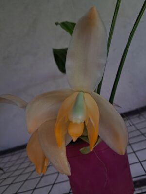 Stanhopea tricornis