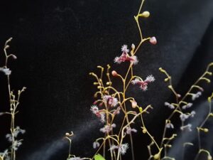 Stelis flexuosissima