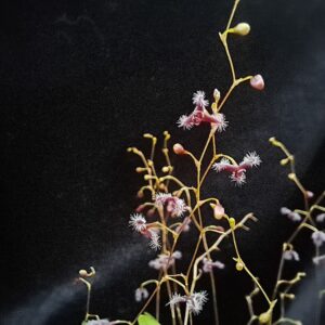 Stelis flexuosissima