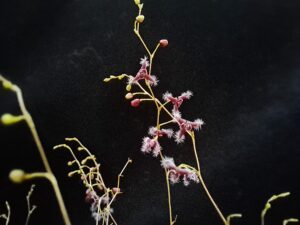 Stelis flexuosissima - Image 2