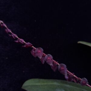Stelis patinaria
