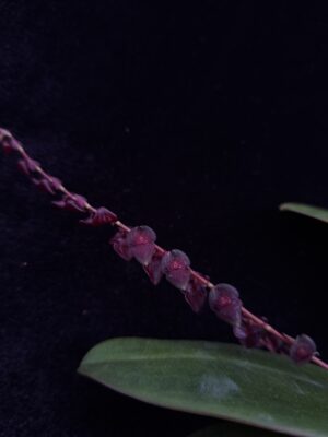 Stelis patinaria