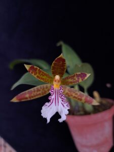 Trichopilia