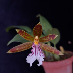 Trichopilia sanguinolenta
