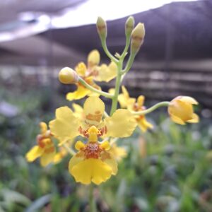 Vitekorchis excavata