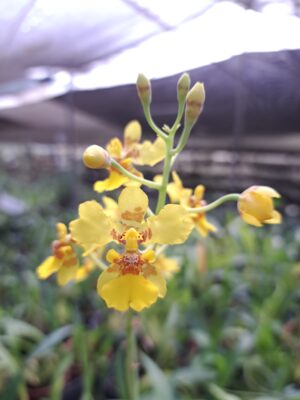 Vitekorchis excavata